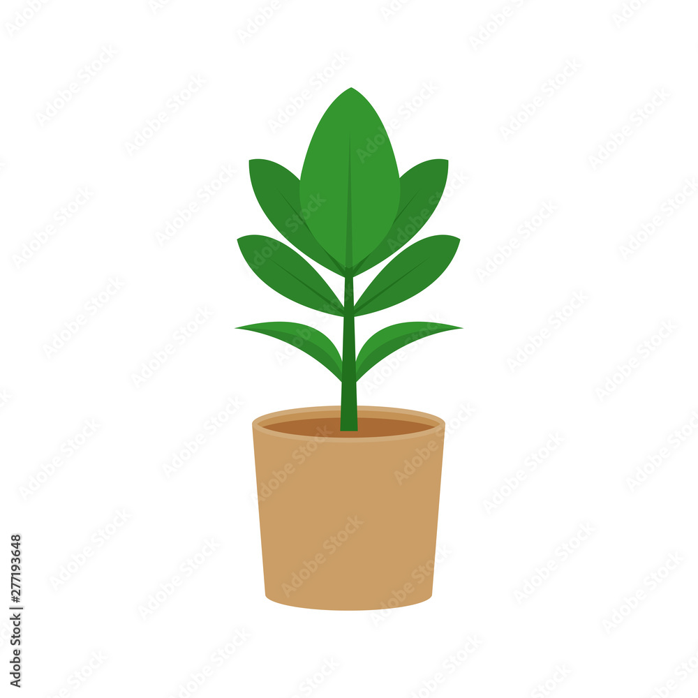 Ficus potted flat icon, indoor plant, flower vector illustration isolated on white background