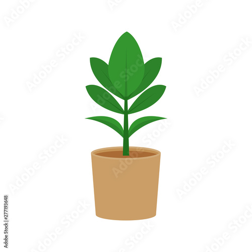 Ficus potted flat icon, indoor plant, flower vector illustration isolated on white background