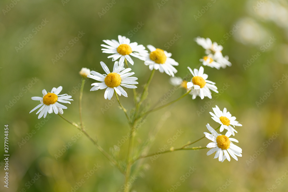Fototapeta premium field of daisies