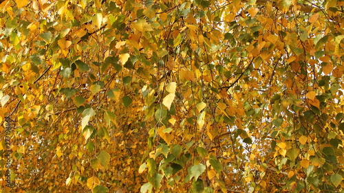 Early autumn, yellow and green birch leaves on the tree, texture for background