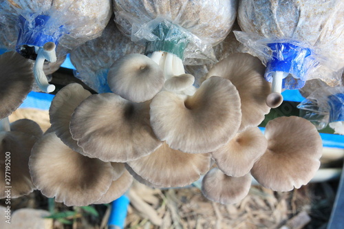 Oyster mushroom grow from cultivation, and blue background.Close up oyster mushroom.