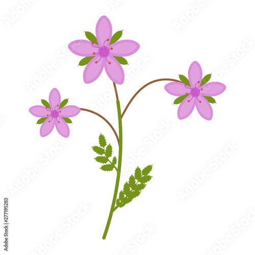 Stork flower flat icon  wild flowers  plant vector illustration isolated on white background