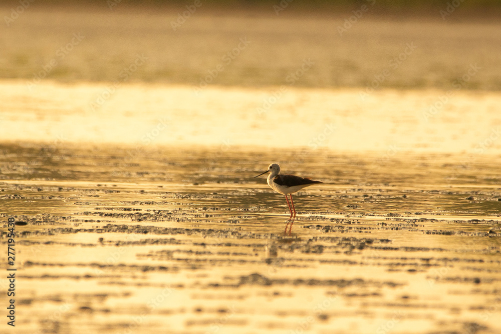 The black-winged stilt ( Himantopus himantopus ) on the sunset lake The black-winged stilt ( Himantopus himantopus ) on the sunset lake