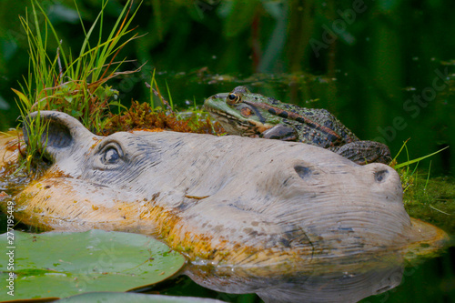 Wasserfrosch oder Grünfrosch, Teichfrosch (Pelophylax „esculentus“) sitzt auf Deko Hippo im Gartenteich photo