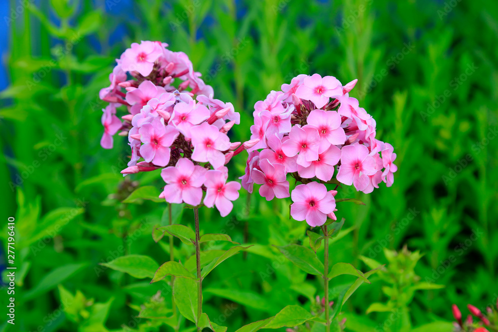 Phlox paniculata in the botanical garden Phlox paniculata in the botanical garden