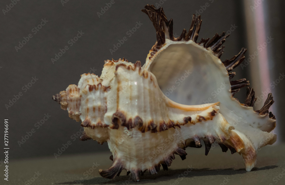 ancient shell 2