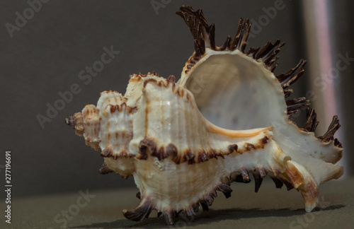 ancient shell 2