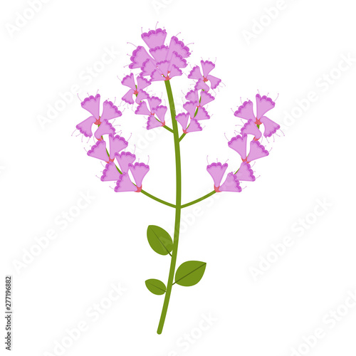 Flowers flat icon, wild flowers, plant vector illustration isolated on white background