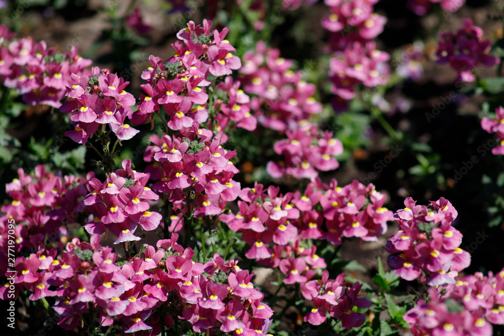 Close-up of the medicinal plant sage or Salvia garden variety of beautiful pink with a yellow middle Close-up of the medicinal plant sage or Salvia garden variety of beautiful pink with a yellow middle