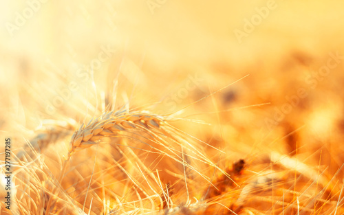 golden wheat field and sunny day