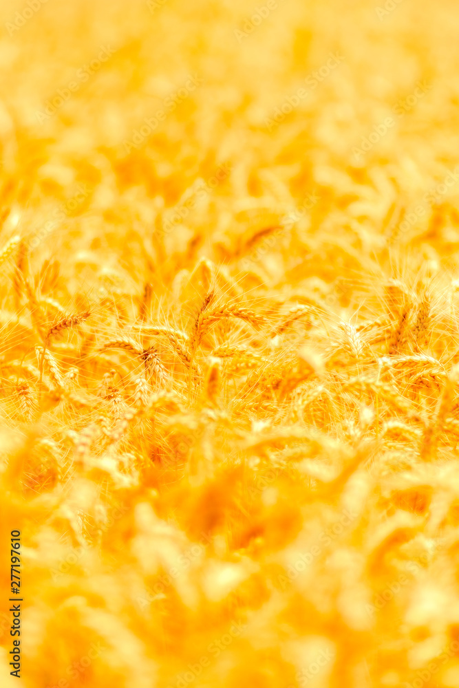 golden wheat field and sunny day golden wheat field and sunny day
