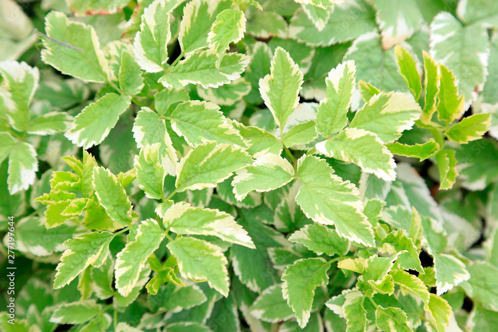 Parsley in the botanical garden Parsley in the botanical garden