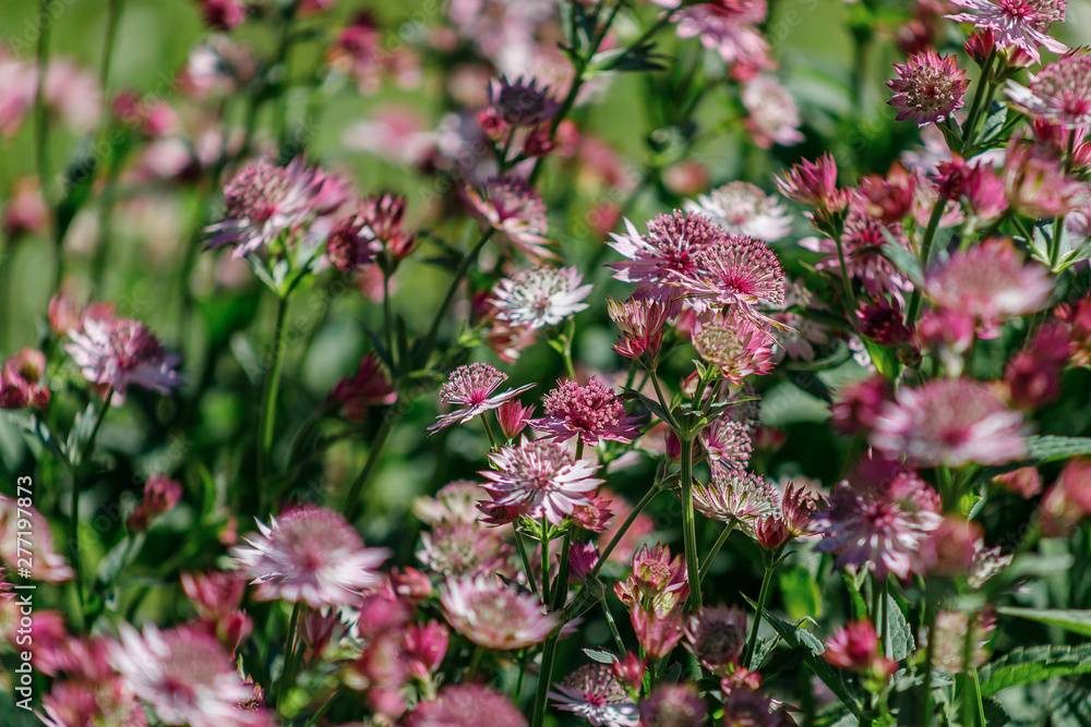Pink flowers are Astrantia major cultivar ROMA Pink flowers are Astrantia major cultivar ROMA