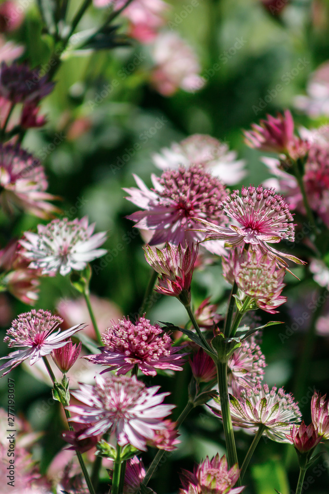 Pink flowers are Astrantia major cultivar ROMA Pink flowers are Astrantia major cultivar ROMA