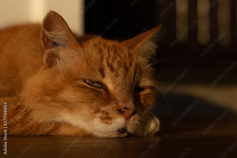 Chat orange dort coucher de soleil