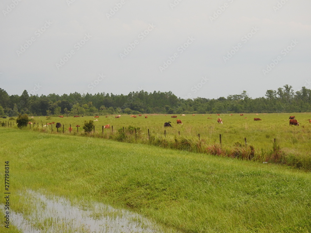 Cows in the country off of Highway 520 in Florida! Cows in the country off of Highway 520 in Florida!