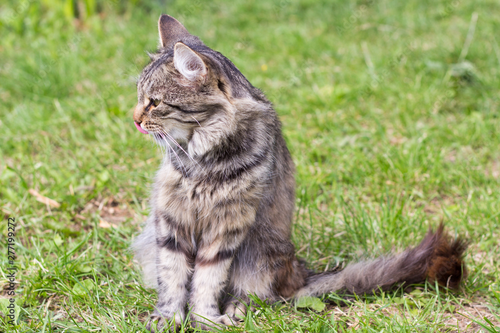 beautiful fluffy grey cat sitting on the grass in the garden