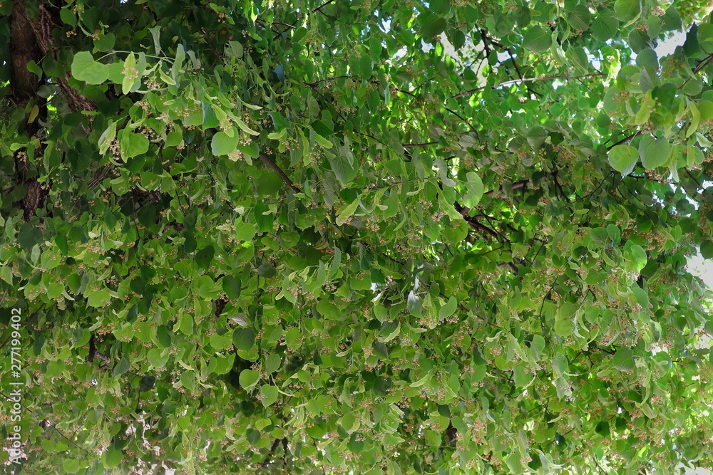 Linde, Baum Linde, Baum