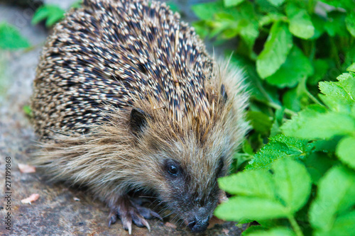 Spiny hedgehog in search of food