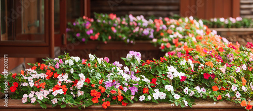 Blooming Impatiens flowers on wooden balcony.