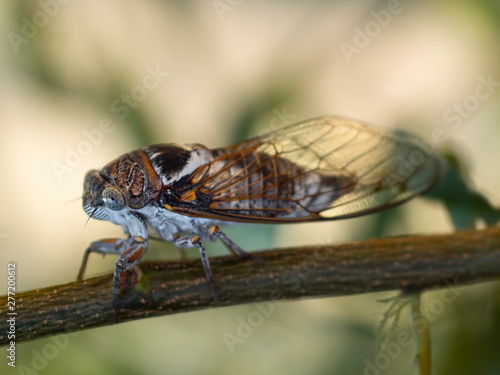 Cicadidae Cicada close-up on a tree branch photo