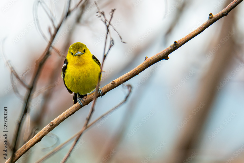 Cute Common Iora perching on perch looking into a distance Cute Common Iora perching on perch looking into a distance