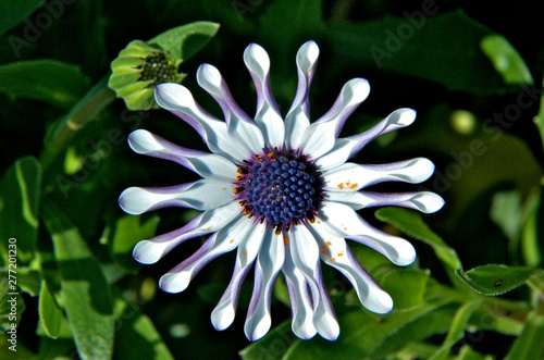 White flower above green leaves 