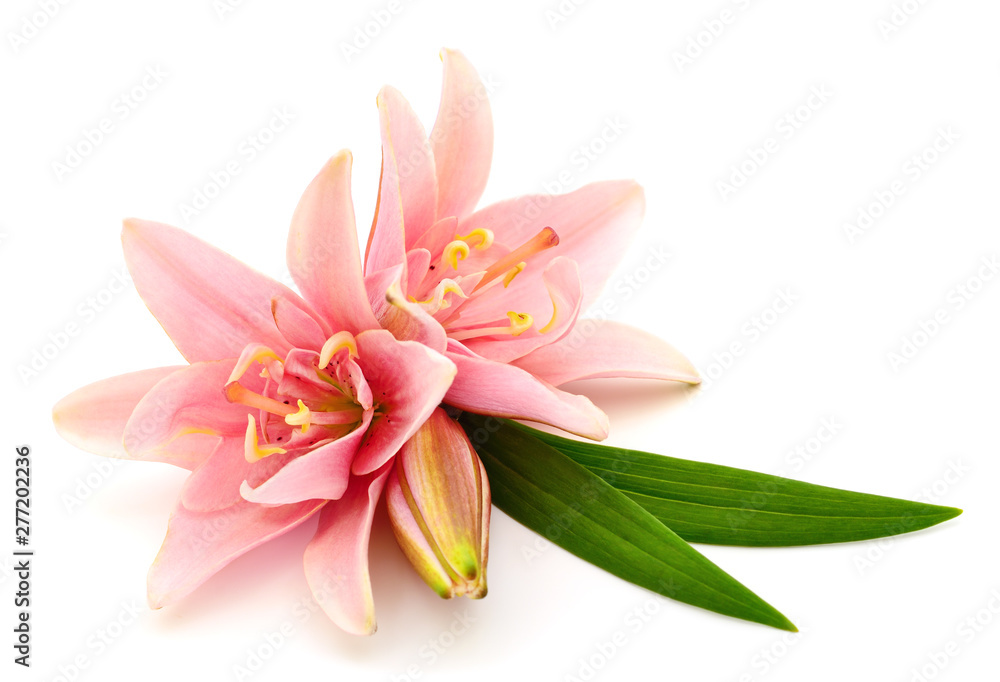 Two pink lilies. Two pink lilies.