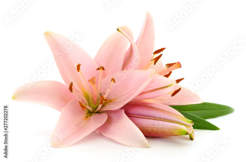 Two pink lilies. © Anatolii