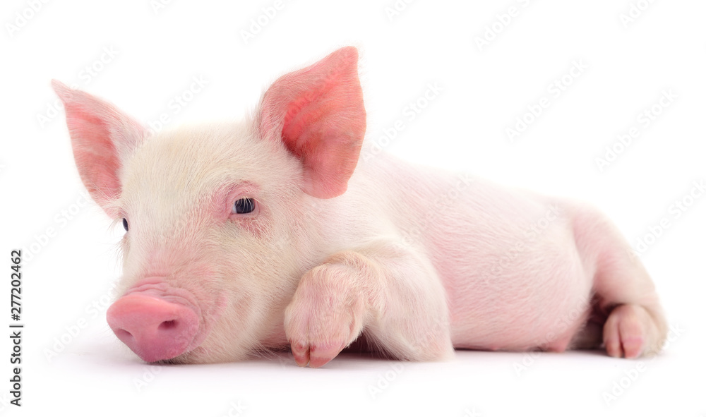 Pig on white
