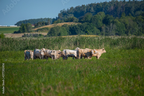 Cow in a marshland in the bird protection area Hjälstaviken close to Stockholm