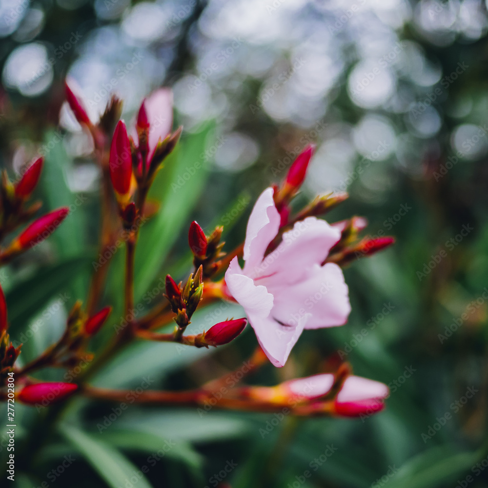 Fototapeta premium Flower leaves park