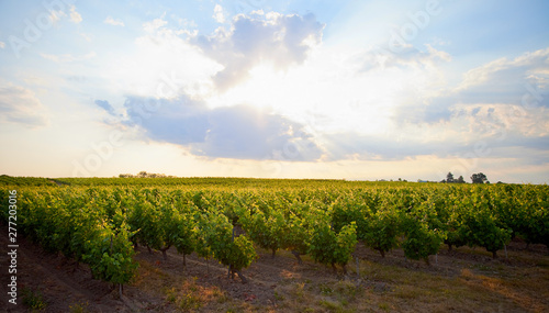 Paysage de vigne au soleil levant