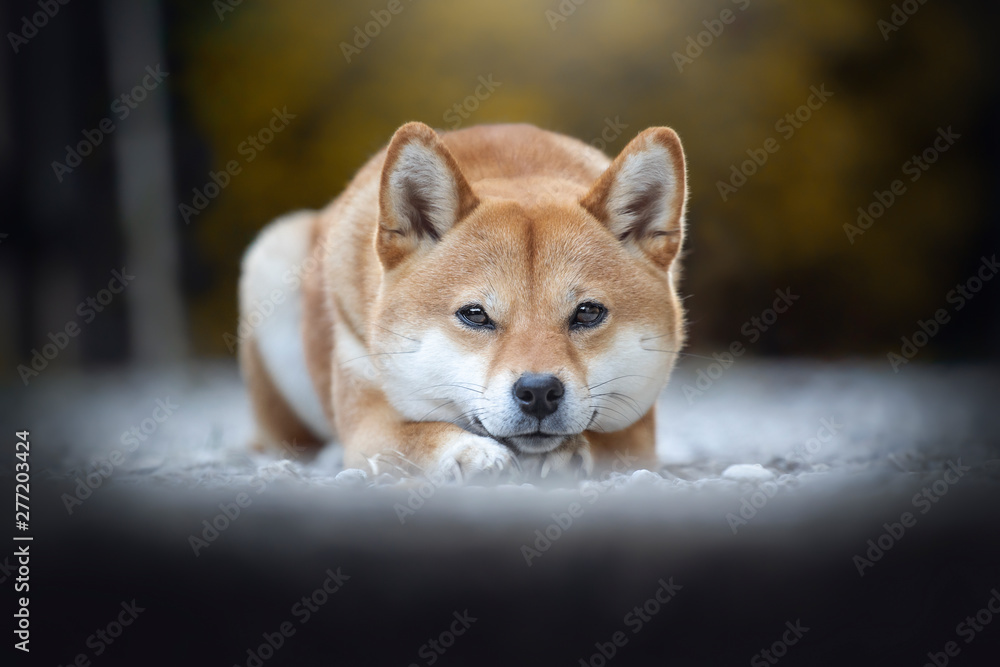chien shiba inu couché chien shiba inu couché