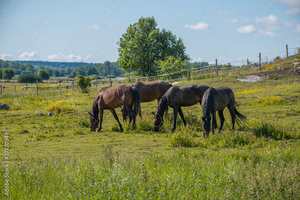 Race horses resting in a meadow close to the bird protection area Hjälstaviken close to Stockholm