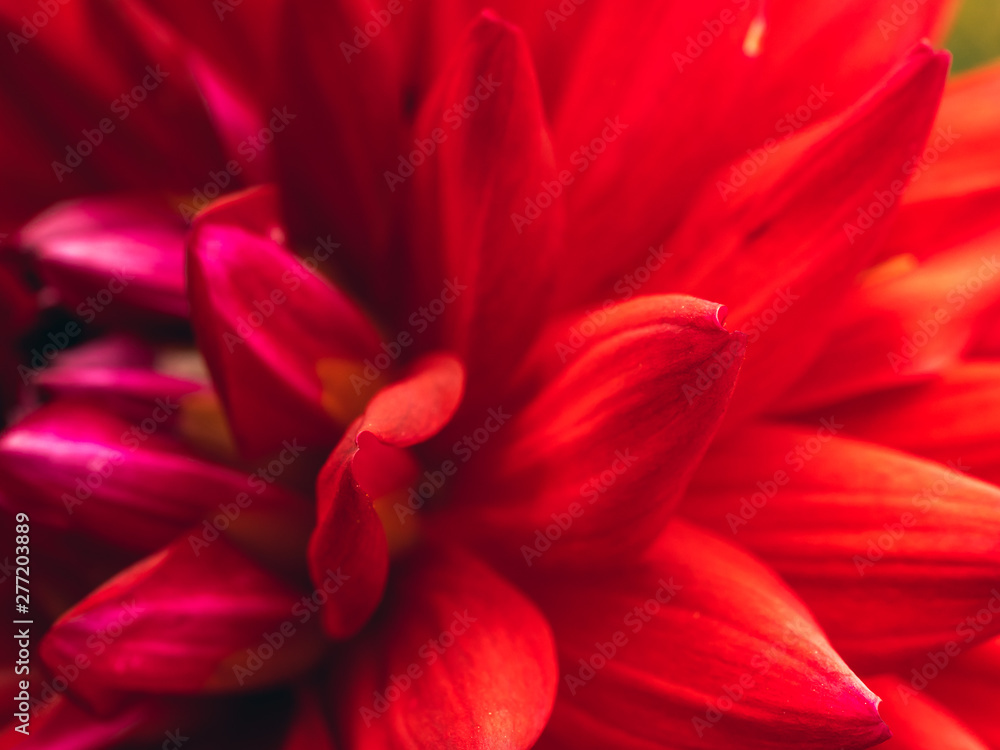 Dark red dahlia flower head