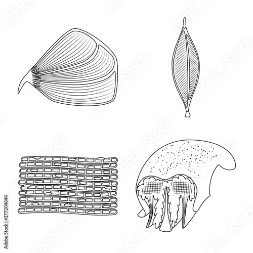 Vector illustration of fiber and muscular logo. Set of fiber and body stock vector illustration.