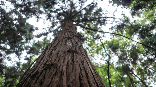 Tree bark closely