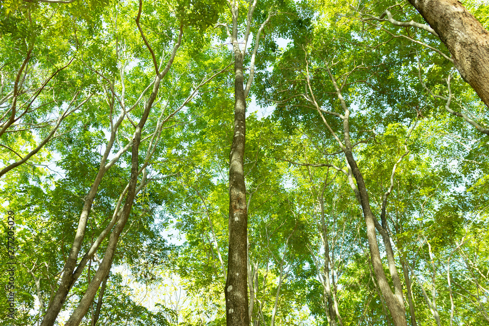 Fototapeta premium natural green background with selective focus