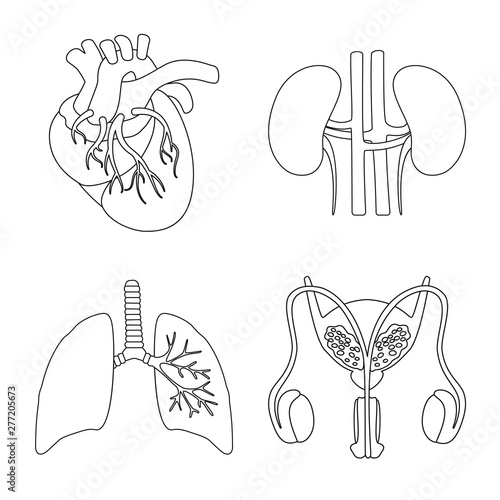 Vector illustration of anatomy and organ icon. Set of anatomy and medical vector icon for stock.