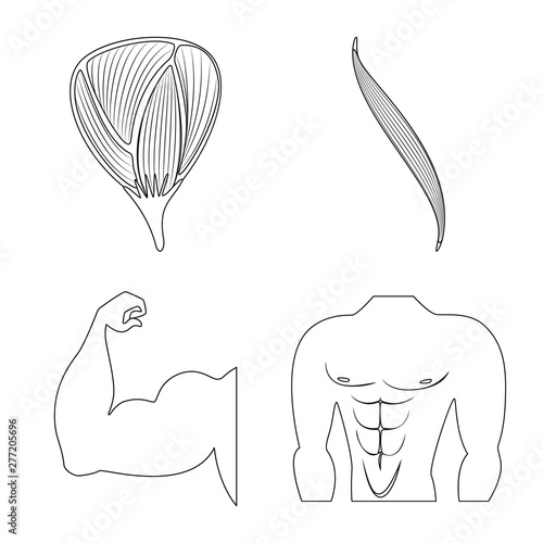 Isolated object of fiber and muscular icon. Set of fiber and body vector icon for stock.