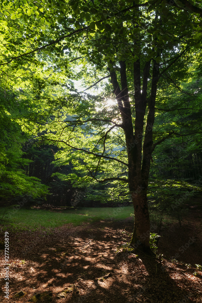 Sun rays between the trees in Urbasa forest, Navarra Sun rays between the trees in Urbasa forest, Navarra