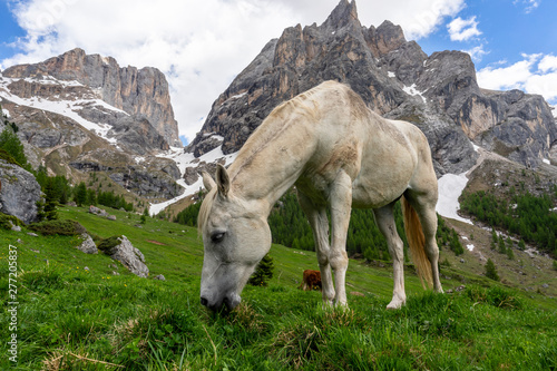 White horse on the background of the Marmolada massif. Val Rosalia  Dolomites  Italy.