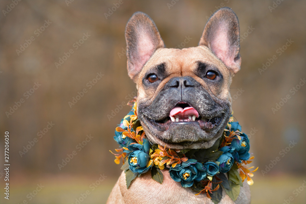 Beautiful portrait of smiling female brown French Bulldog dog wearing a selfmade bue floral collar in front of blurry background - obrazy, fototapety, plakaty 