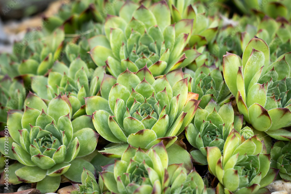Fototapeta premium sempervivum tectorum succulent outdoor