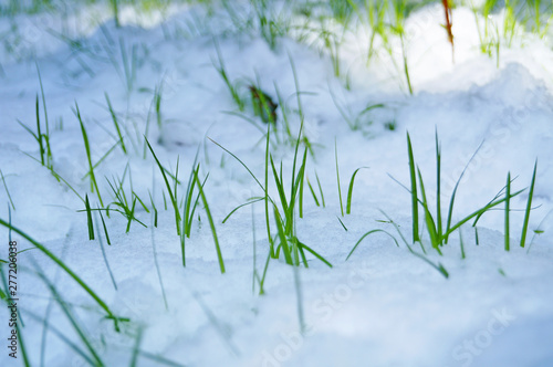 Green juicy grass makes its way through a carpet of snow in a winter sunny day © Vira