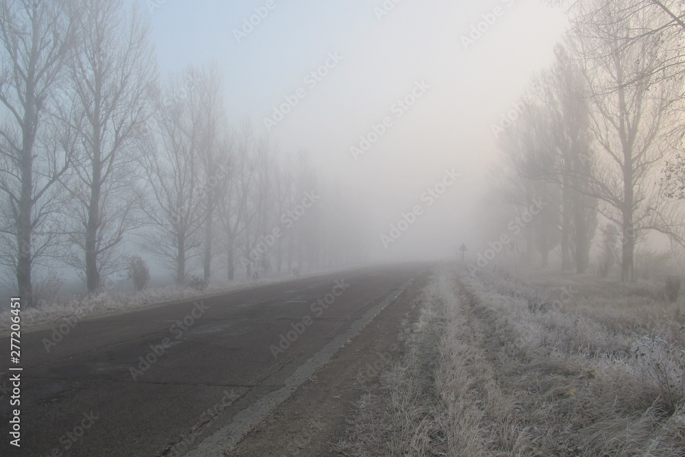 Obraz premium Asphalt road that passes through a foggy mysterious forest.