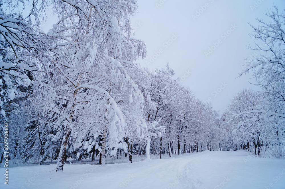 Winter forest with fluffy snow lying on the firs and tree branches on a frosty sunny day Winter forest with fluffy snow lying on the firs and tree branches on a frosty sunny day