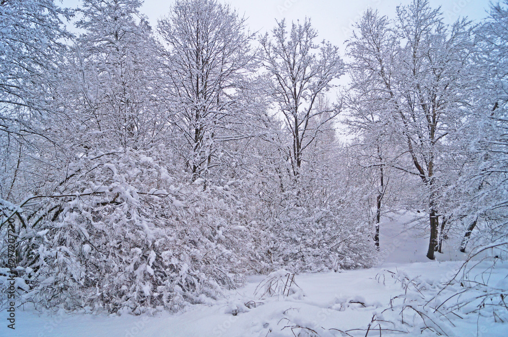 Winter forest with fluffy snow lying on the firs and tree branches on a frosty sunny day Winter forest with fluffy snow lying on the firs and tree branches on a frosty sunny day