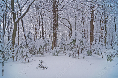 Winter forest with fluffy snow lying on the firs and tree branches on a frosty sunny day © Vira